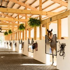 a horse sticking its head out of a gated in area with plants hanging from it's sides