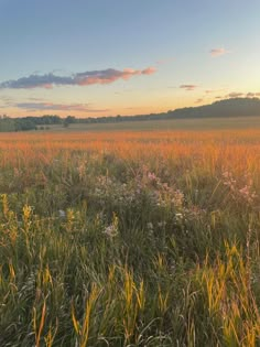 Pretty golden field with a couple purple and white wild flowers Prairie Aesthetic Wallpaper, Summer Meadow Aesthetic, Landscape Pictures Aesthetic, Running In Flower Field, Minecraft Flower Field, Summer Flower Field, Flower Field Aesthetic, Land Aesthetic, Aesthetic Field