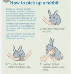 the instructions for how to pick up a rabbit from an animal's hands and feet