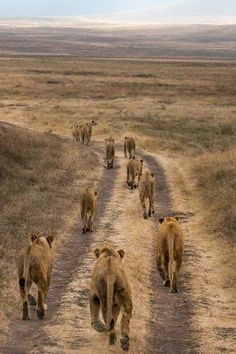 a herd of lions walking down a dirt road