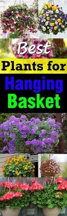 the best plants for hanging basket