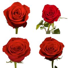 six red roses are shown in four different positions