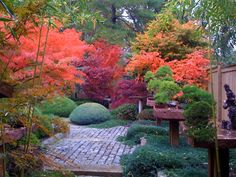 the garden is full of colorful trees and plants