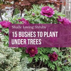 purple flowers with the words shade loving shrubs 15 bushes to plant under trees in front of them