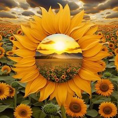 the sunflowers are blooming all over the field and there is a mirror in the middle