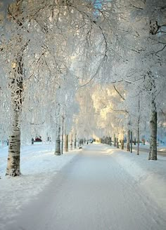 a snow covered road with trees on both sides