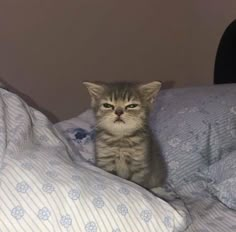 a small kitten sitting on top of a bed covered in sheets and pillows, staring at the camera