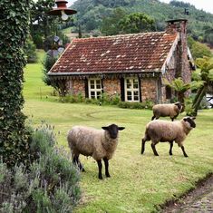 Abandoned Farmhouse, Sheep And Lamb, Natural Ventilation, Ranch Life, Black Sheep