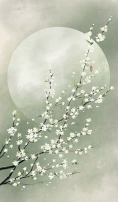 a branch with white flowers is in front of a full moon on a cloudy day