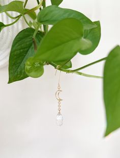 a close up of a plant with leaves and a small white droplet hanging from it