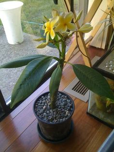 a potted plant with yellow flowers sitting on a window sill next to a glass door