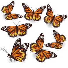 a group of orange butterflies flying in the air with their wings spread out and facing different directions