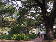 two people walking down a path between trees