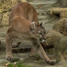 a close up of a mountain lion near rocks