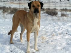 a large brown dog standing on top of snow covered ground next to a wire fence