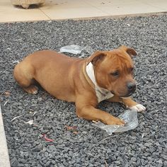 a brown dog laying on top of a pile of rocks