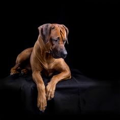 a large brown dog laying on top of a black surface