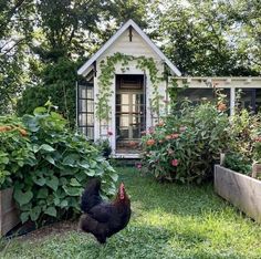 a chicken is standing in the grass next to some bushes and flowers near a small house