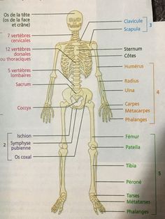 a diagram of the human skeleton and its major bones, labeled in latin text on a piece of paper