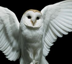 an owl with its wings spread out in front of a black background that says deftones diamond eyes instruments