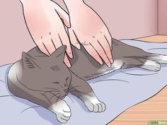 a person petting a gray and white cat on top of a blue bed sheet