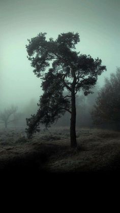 a lone tree in the middle of a foggy field