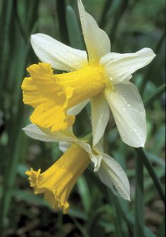 two yellow and white flowers with water droplets on them, in the middle of green grass