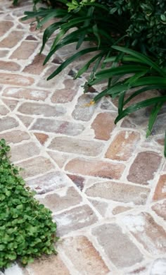 a green plant sitting on top of a stone walkway