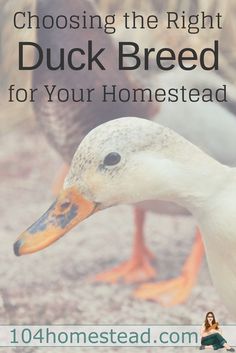 a duck with the words choosing the right duck breed for your homesead on it