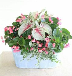 a potted plant with pink flowers and green leaves