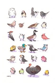 a drawing of many different kinds of birds