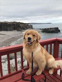 a golden retriever sitting on a red bench by the ocean with its tongue hanging out