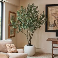 a potted olive tree sitting in a living room next to a couch and table