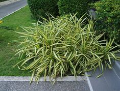 a very pretty plant in the middle of some grass and bushes on the side of the road