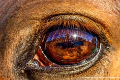 the eye of a horse is reflected in it's reflection