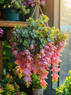 pink and green flowers hanging from a planter