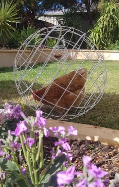 a chicken in a cage on the ground near some purple flowers and grass with trees behind it