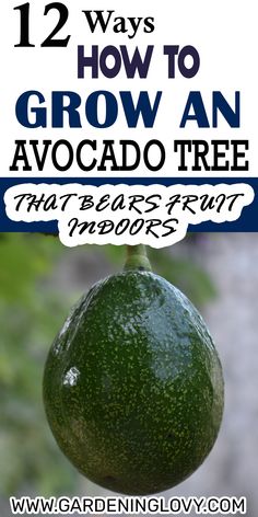 #Avocado Growing Dates, Fruit Tree Garden, Nut Trees