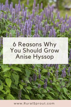 purple flowers with the words 6 reasons why you should grow anise hysop