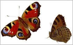 two brown and red butterflies on a white background