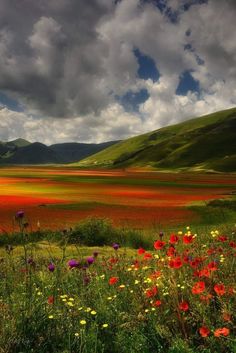 a field full of wildflowers under a cloudy sky with mountains in the background