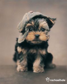 a small black and brown dog with a hat on it's head sitting down