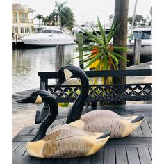 two black and white swans sitting on top of a wooden dock