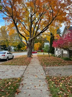 a tree that is next to a sidewalk with leaves on the ground and cars parked in front of it