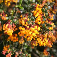 small yellow flowers are blooming on the tree