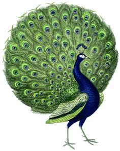 a peacock with its feathers spread out