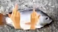 a fish that is sitting on the ground with it's hands in the air