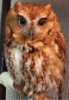 an owl sitting on top of a table next to a plastic bottle and toothbrush