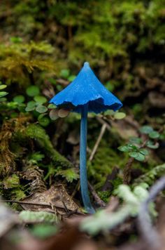 a blue mushroom sitting on top of a forest floor