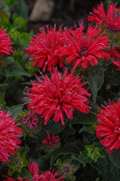 red flowers with green leaves in the background